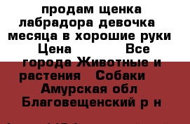 продам щенка лабрадора девочка 2 месяца в хорошие руки › Цена ­ 8 000 - Все города Животные и растения » Собаки   . Амурская обл.,Благовещенский р-н